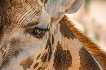 Close up of a giraffe © Luis
