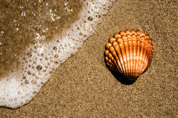 Sea shell on the beach