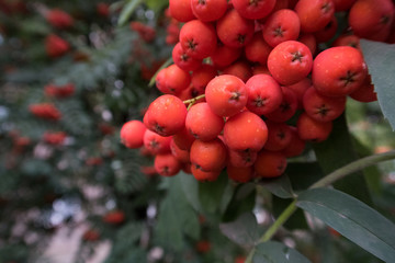 bright red viburnum on a branch