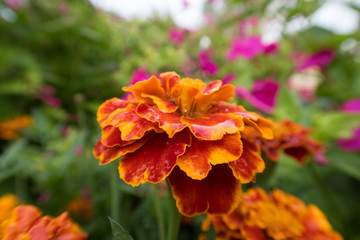 bright colorful summer flowers