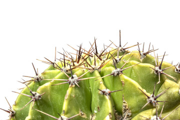 Cactus Succulent Plant Close Up on a White Background