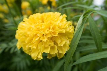 bright colorful summer flowers