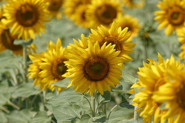 Fototapeta na wymiar Field of blooming sunflowers on a background cloudy blue sky at bright sunny summer day
