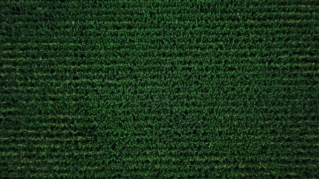Aerial view of a green corn field