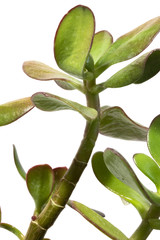 Cactus Succulent Plant Close Up on a White Background