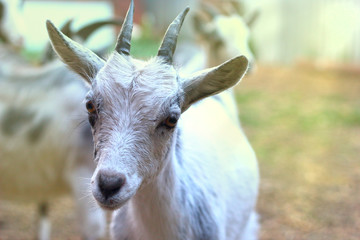 gray-white goat close-up