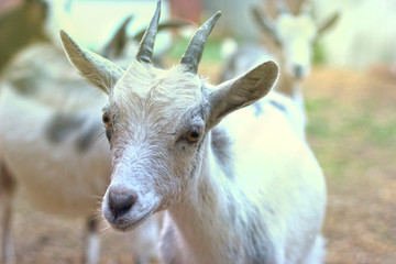 gray-white goat close-up
