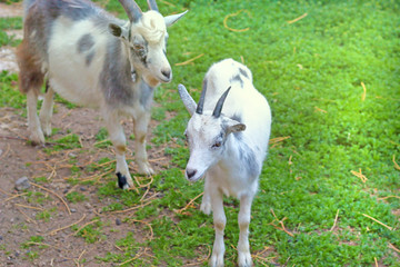 Obraz premium goats on pasture
