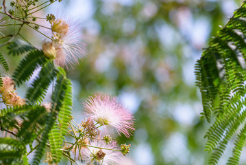 Close up of fluffy pink and white flowers on tree branches with tiny leaves