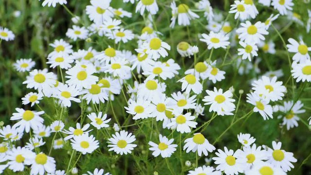 Wild flowers. Close-up shot of blooming white daisies in the summer field. Slow motion. HD