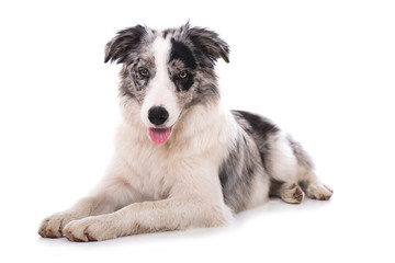 Junger Border Collie