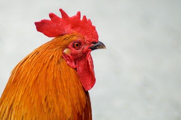 Stolzer Hahn in der Lochmühle Eigeltingen