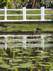 weisse Holzbrücke über einen Teich mit blühenden Seerosen
