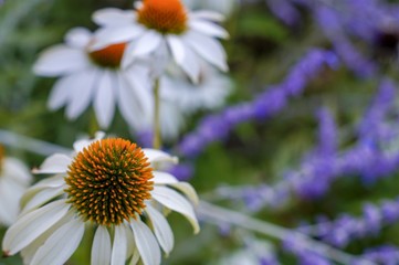 Weisser Sonnenhut auf der Insel Mainau im Bodensee