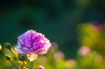 Rosa Rose auf der Insel Mainau im Bodensee