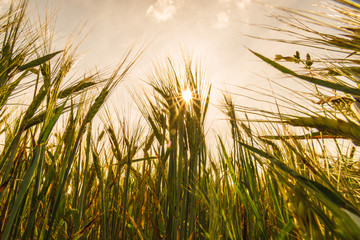 wheat-sun, braslav, Belarus