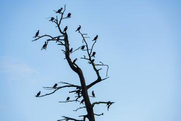 Outline of cormorant birds sitting on branches of an old tree.