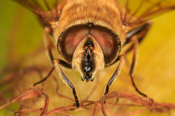 Wild bee on a corncob closeup