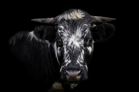Kuh, Portrait einer Kuh, Rind