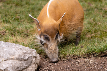 Fototapeta premium Warthog