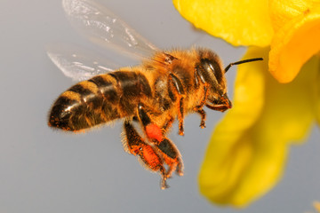 Bee flying pollinating the yellow flower blossom