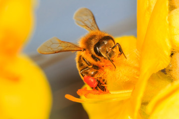 Bee pollinating the yellow flower blossom