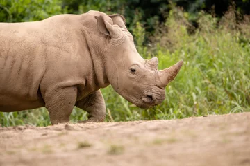 Foto op Plexiglas Rhino © Casey