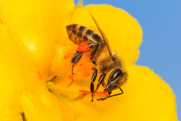 Bee pollinating the yellow flower blossom