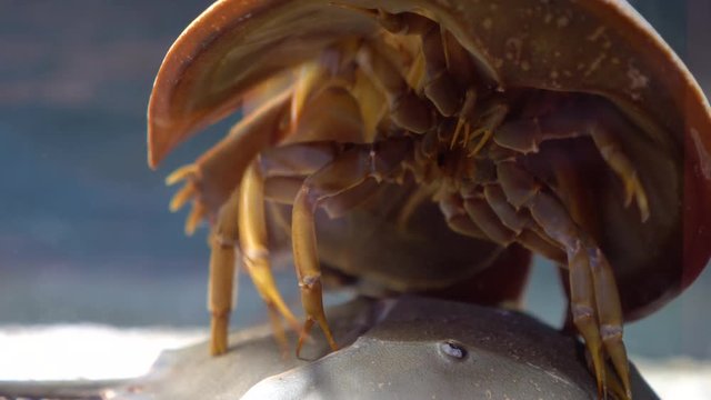 カブトガニの裏側