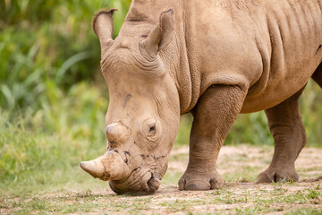 Rhino