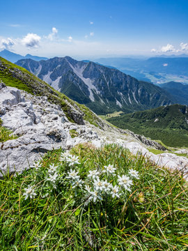 Fototapeta Szarotka na łące na szczycie góry Vrtaca z widokiem na górę Begunjščica w lecie, Słowenia
