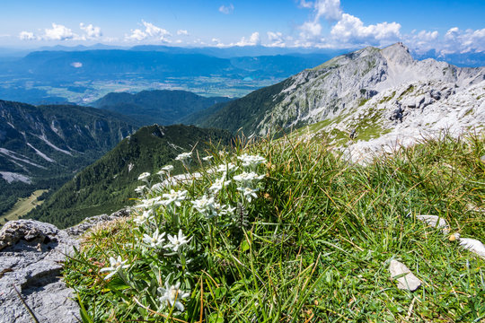 Edelweiss on a meadow on top of Vrtaca mountain with a view Stol mountain in the summer, Slovenia