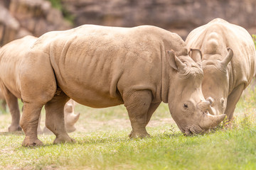 Fototapeta premium Rhino