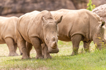 Fototapeta na wymiar Rhino