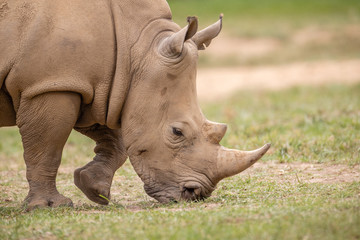 Obraz premium warthog