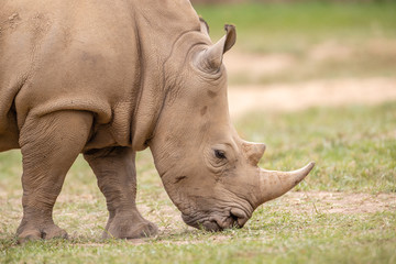 Fototapeta premium warthog