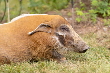 Fototapeta premium warthog