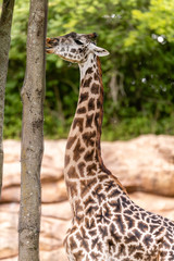 Fototapeta premium Giraffe