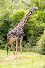 Giraffe