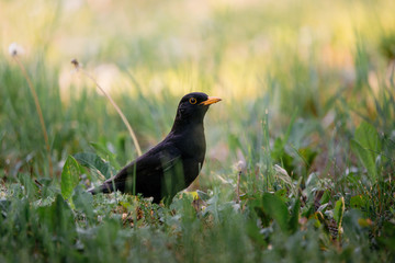 Common blackbird on the grass