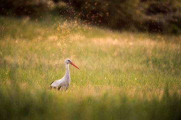 White stork on a meadow