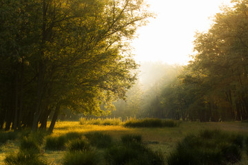 Naklejka premium Sunrays on morning meadow