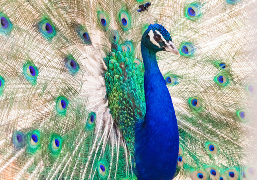 Indian peafowl on display. Indian peafowl showing off/ bragging. Peacock on displaying tail/feathers. Over exposed image of a peacock, displaying feathers.