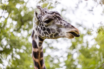 Giraffe
