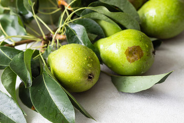 Fresh ripe organic pears with leaves. Natural background, diet food.