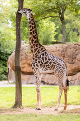 Obraz premium Giraffe