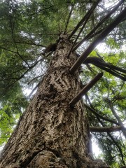 Fototapeta premium Nature of the PNW