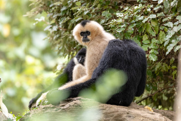 Obraz premium Monkey