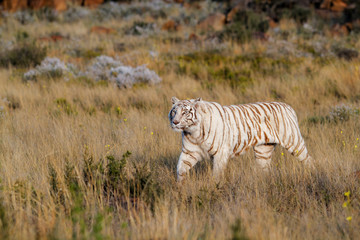 Fototapeta na wymiar White Tiger walking on the plains of Tiger Canyons Game Reserve near Phillippolis in South Africa