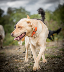 Labradors at Play